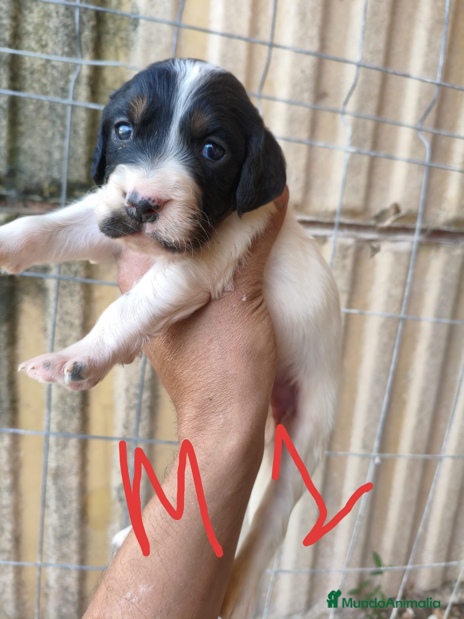 Setter Inglés perros en venta: Setter ingles  - Anuncio 7