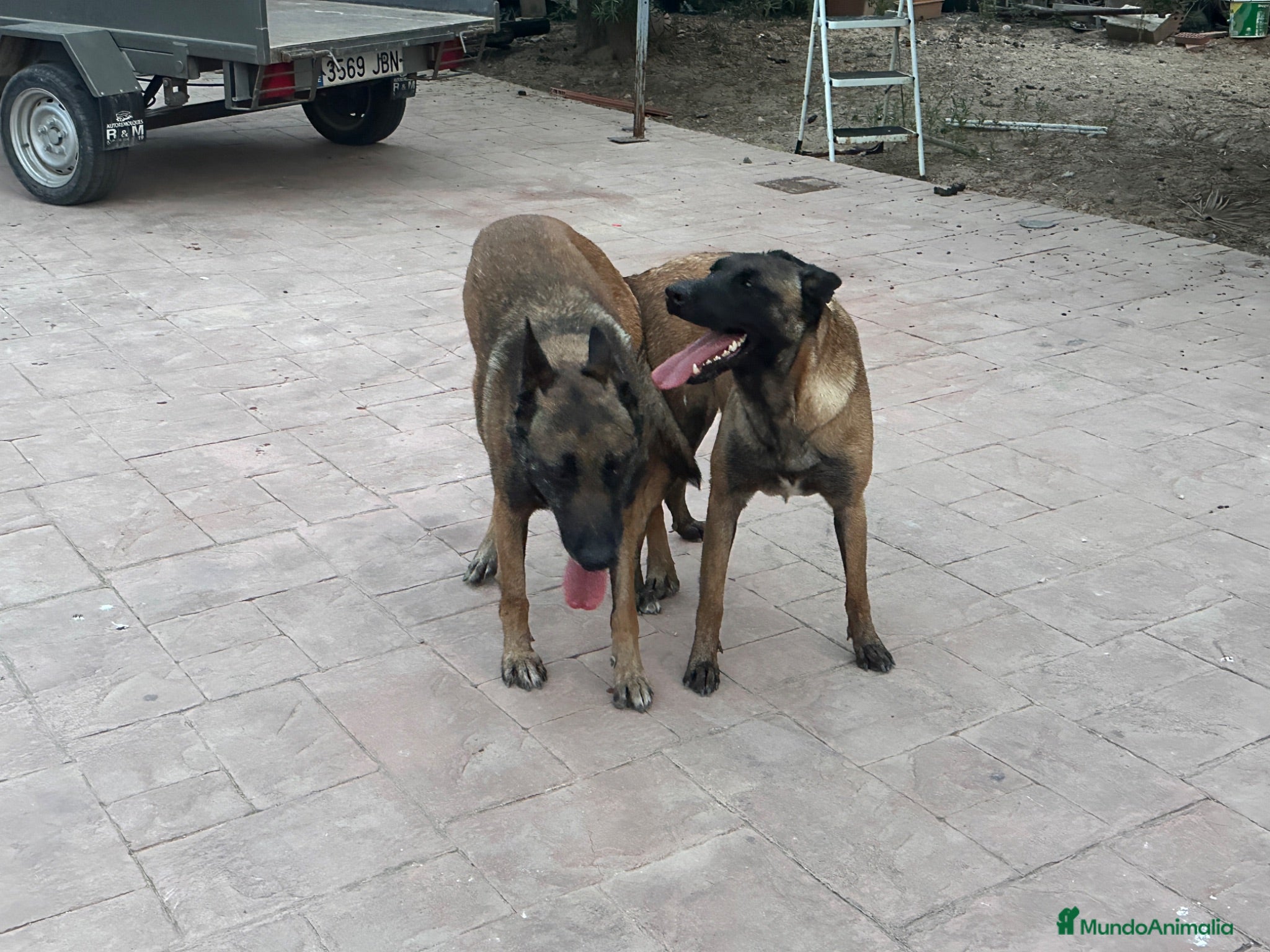 Pastor Belga Malinois perros Perros de trabajo.  - Anuncio 2