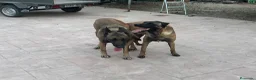 Pastor Belga Malinois perros en venta: Perros de trabajo.  - Anuncio 2