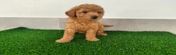 Caniche Toy perros en venta: Caniches toy - Anuncio 6