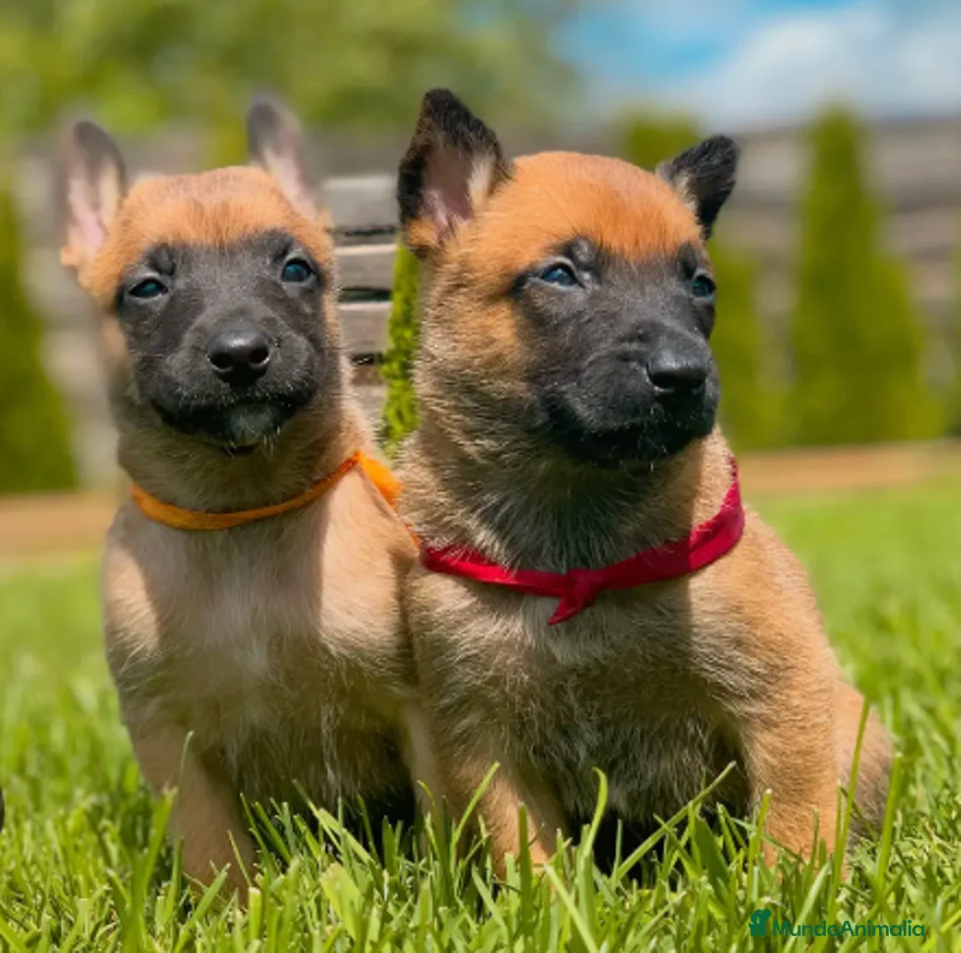 Pastor Belga Malinois perros en venta: MALINOIS - Anuncio 1