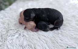 Caniche Toy perros en venta: CANICHE TOY HEMBRAS - Imagen 13