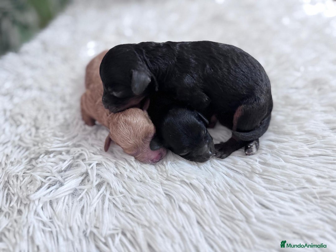Caniche Toy perros en venta: CANICHE TOY HEMBRAS - Imagen 13