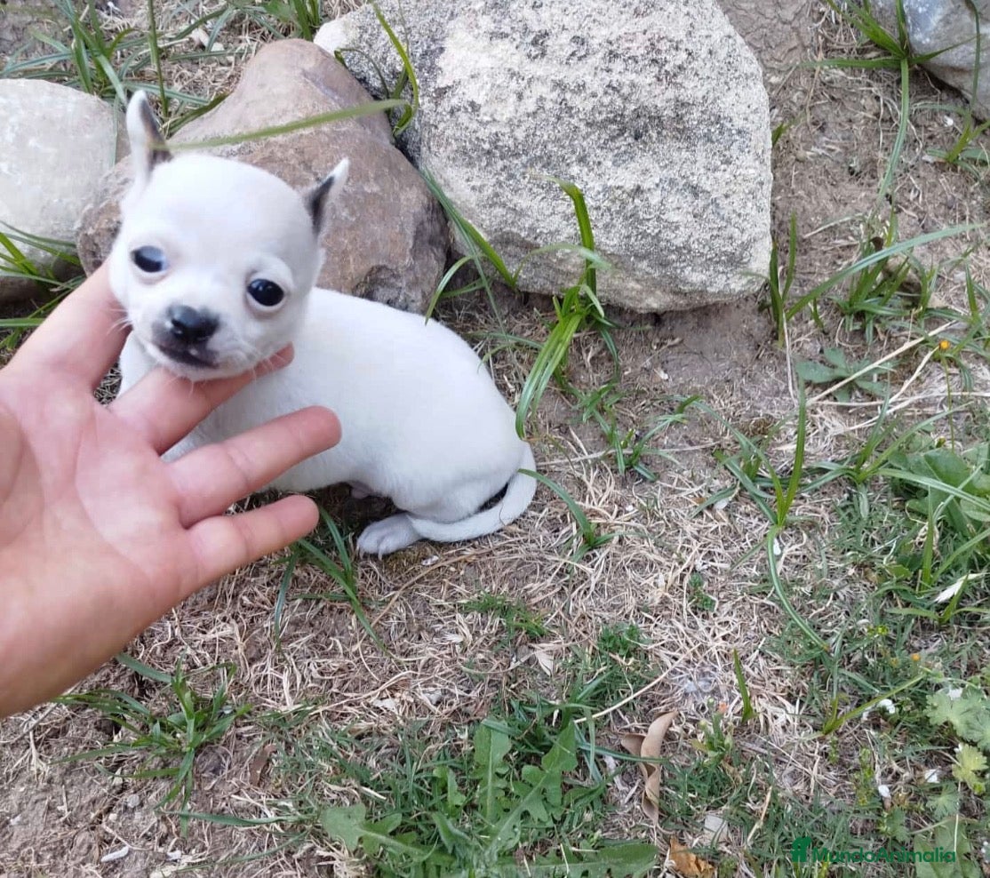 Chihuahua perros Chihuhua mini  - Anuncio 1