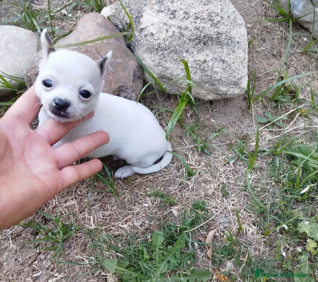 Chihuahua perros en venta: Chihuhua mini  - Anuncio 1
