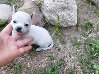 Chihuahua perros Chihuhua mini - Anuncio 1