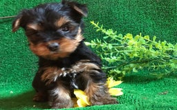 Yorkshire Terrier perros en venta: YORKSHIRE CACHORROS SOCIALIZADOS !!!!!!!!!!! - Anuncio 4