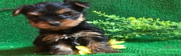 Yorkshire Terrier perros en venta: YORKSHIRE CACHORROS SOCIALIZADOS !!!!!!!!!!! - Anuncio 4