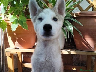 Husky Siberiano perros - Anuncio 2