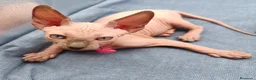 Sphynx gatos en venta: Hembrita super cariñosa  - Anuncio 4