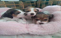 Beagle perros en venta: Bebés Beagles  - Imagen 3
