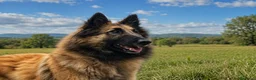 Pastor Belga Tervueren perros en venta: Grasty de fontenestas en Asturias - Anuncio 1