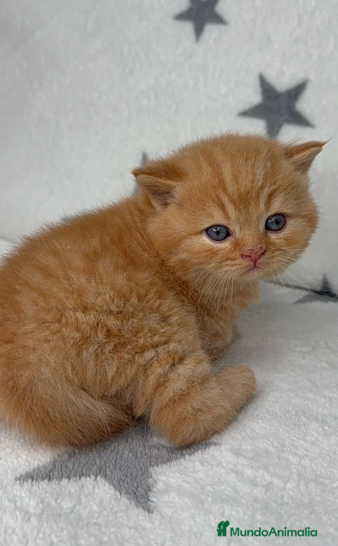 Británico de Pelo Corto gatos en venta: Gatito British Shorthair en Barcelona con Pedigrí  - Anuncio 1