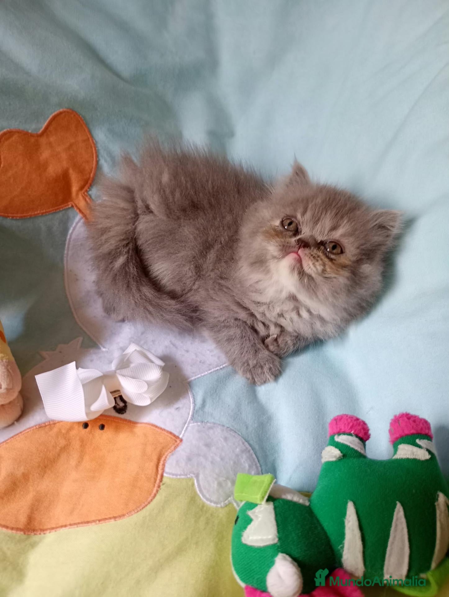 Persa gatos Gatitos persa himalayo - Anuncio 2