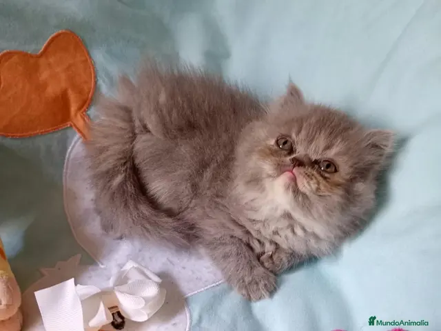 Persa gatos Gatitos persa himalayo - Anuncio 2