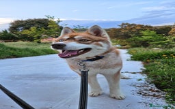 Husky Siberiano perros en venta: Husky Siberiano hembra Red Agouti - Imagen 7