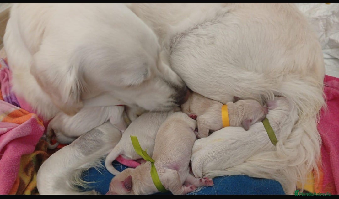 Golden Retriever perros en venta: Golden retriever - Imagen 1