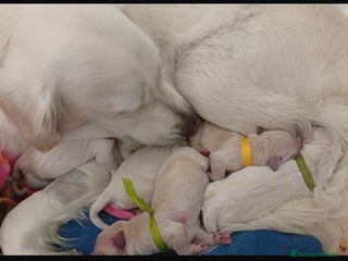 Golden Retriever perros - Anuncio 3