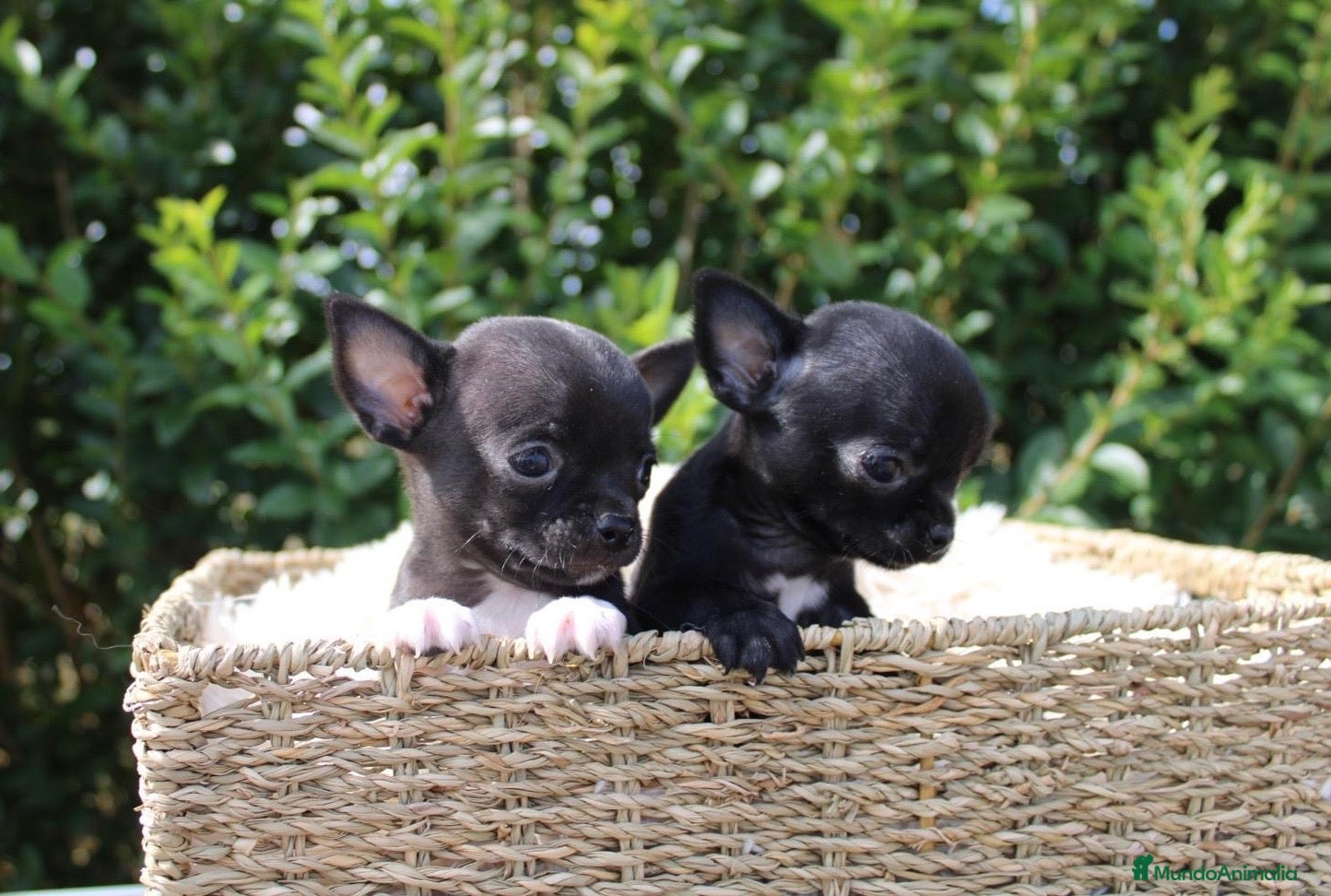 Chihuahua perros CACHORRITOS CHIHUAHUA EN BUSCA DE SU NUEVO HOGAR - Anuncio 1