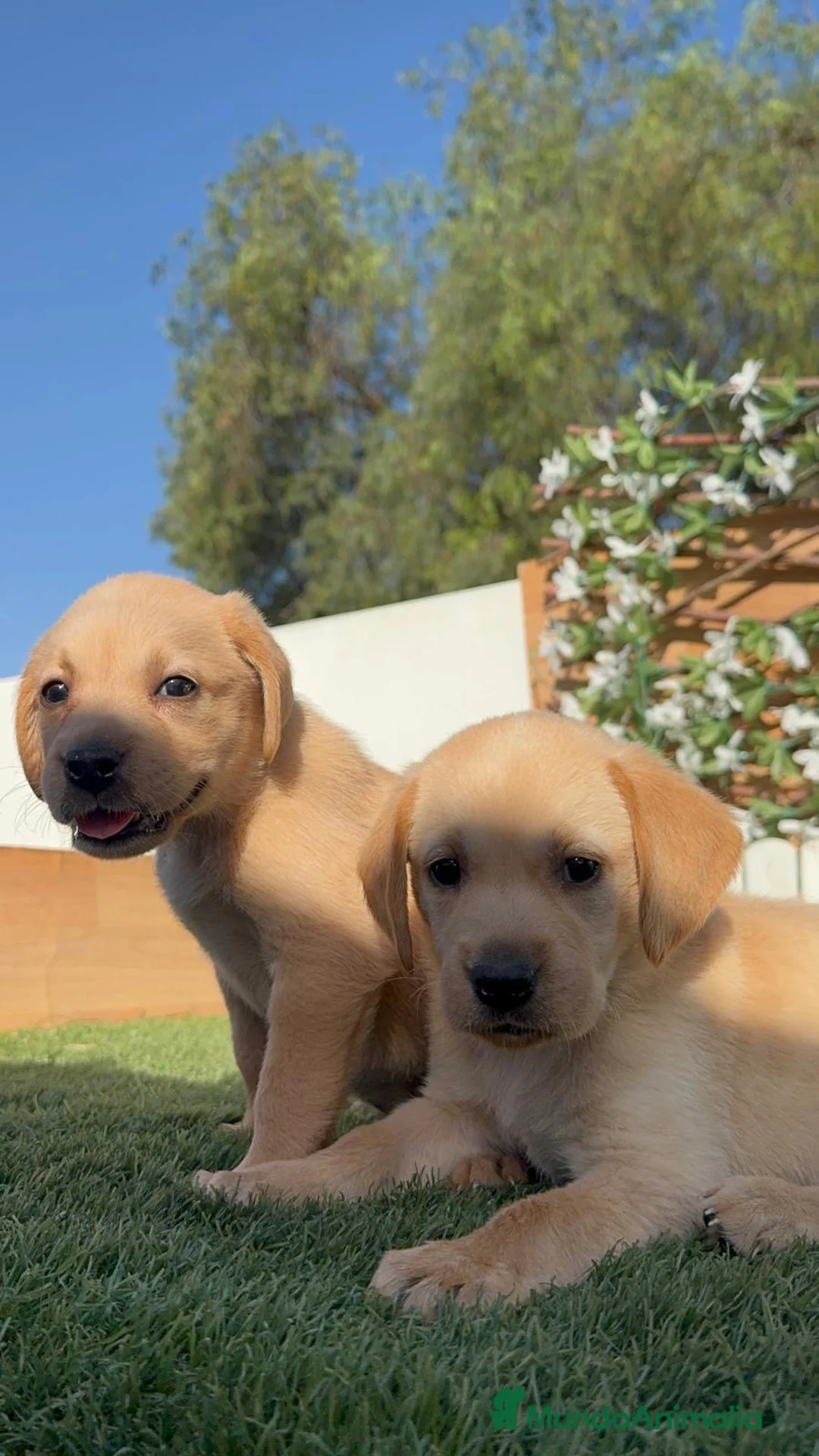Labrador Retriever perros en venta: LABRADOR RETRIEVER  - Anuncio 20
