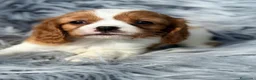 Cavalier King Charles Spaniel perros en venta: Cavalier precioso - Anuncio 7