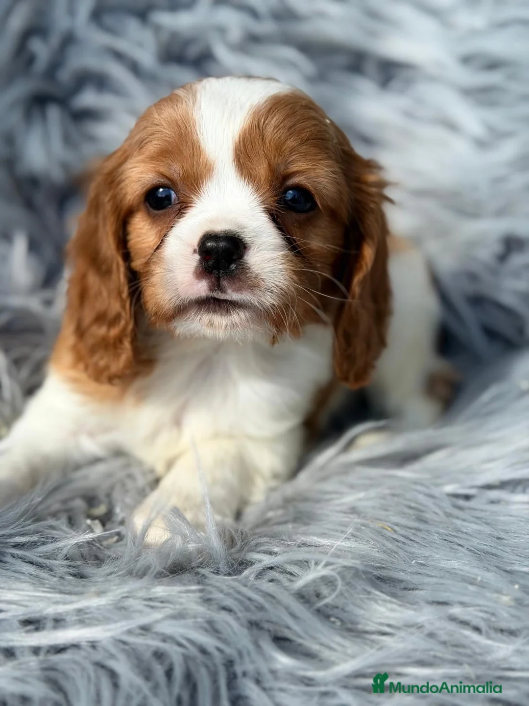 Cavalier King Charles Spaniel perros en venta: Cavalier precioso - Anuncio 7