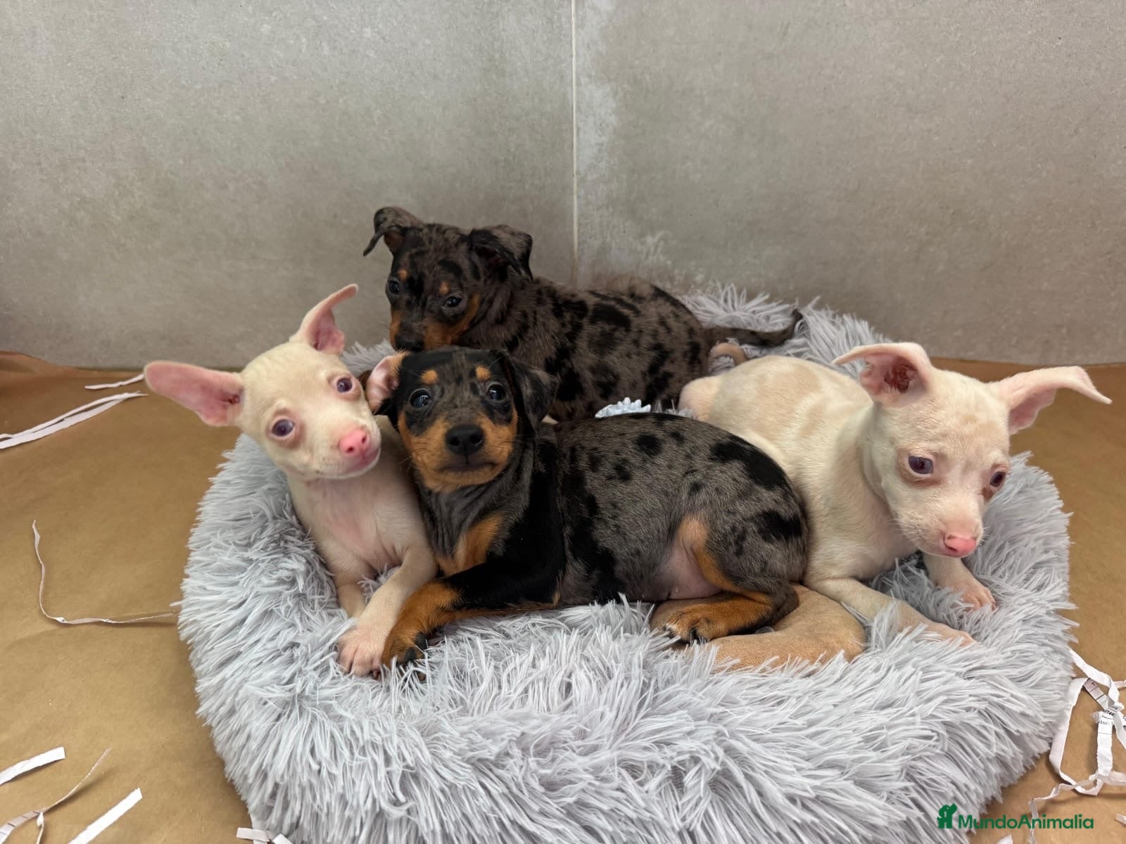 Pinscher Miniatura perros Caraby Harlequin Pinscher Benidorm  - Anuncio 10