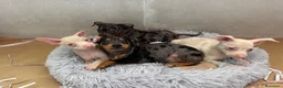 Pinscher Miniatura perros en venta: Caraby Harlequin Pinscher Benidorm  - Anuncio 1