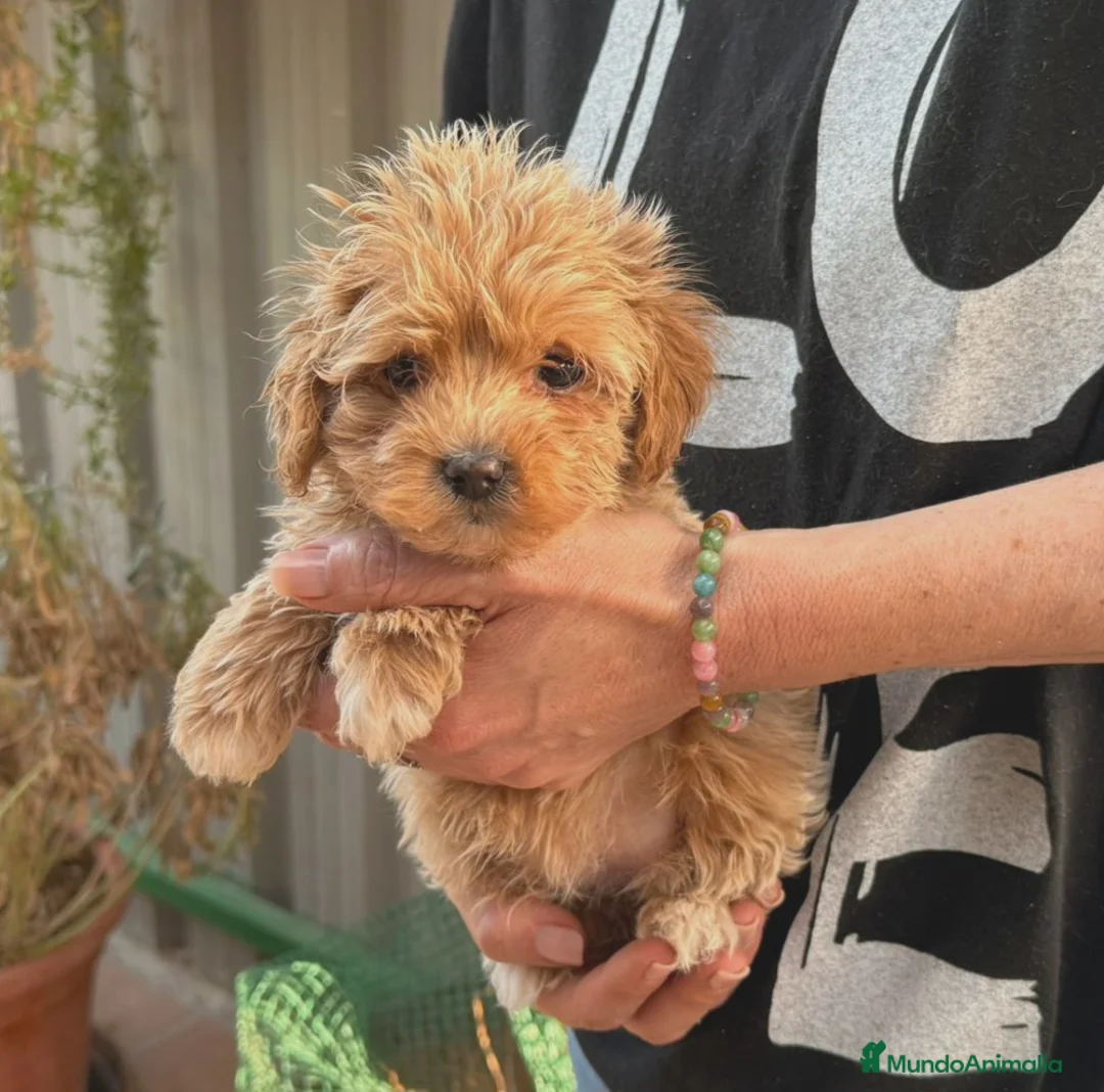 Maltipoo perros en venta: Maltipoo - Anuncio 2