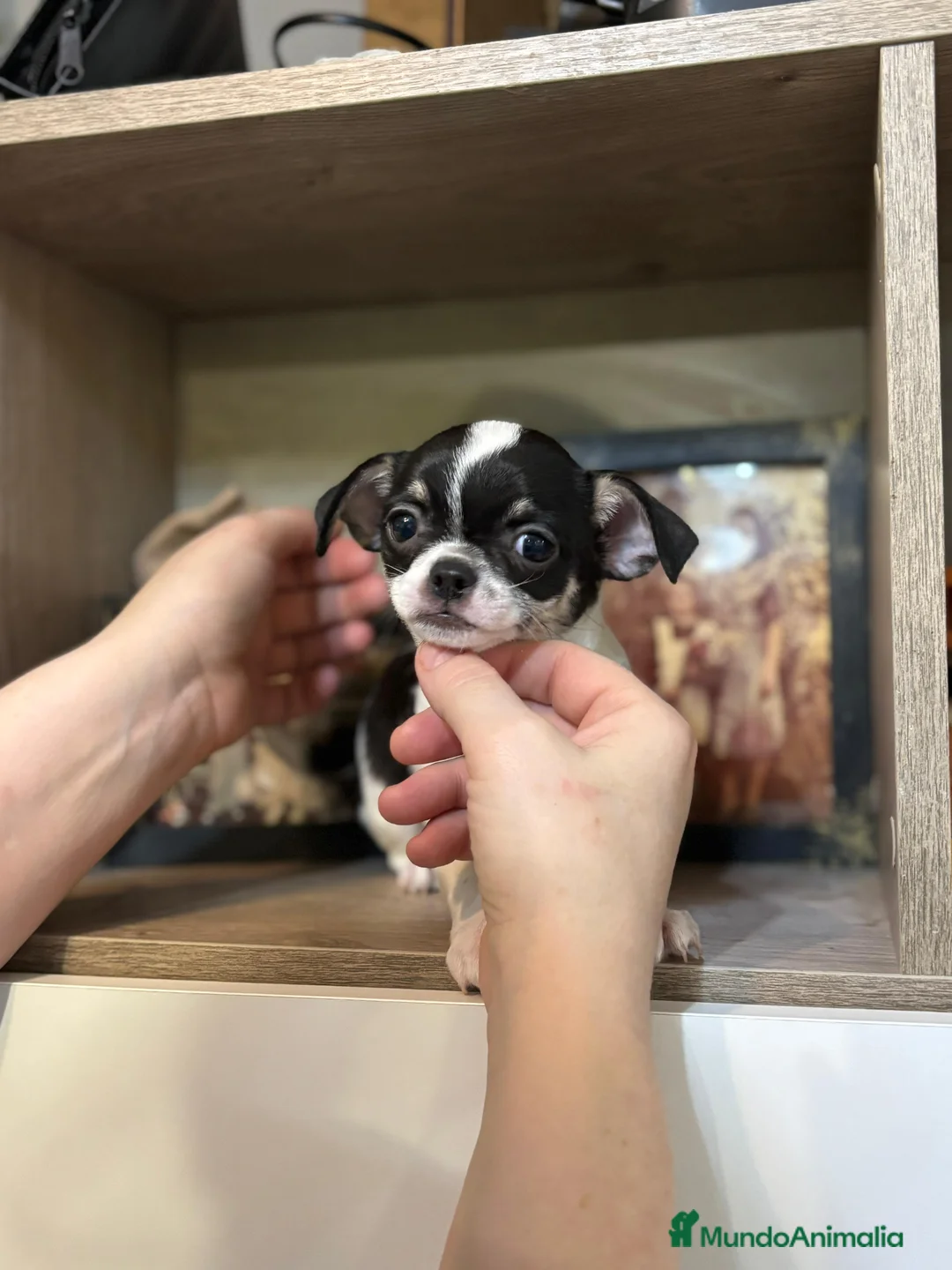 Chihuahua perros en venta: Chihuahua línea rusa  - Anuncio 4