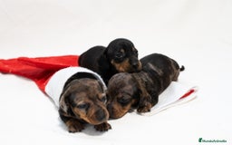 Teckel Miniatura perros en venta: Camada de Teckel miniatura disponible!  - Anuncio 7