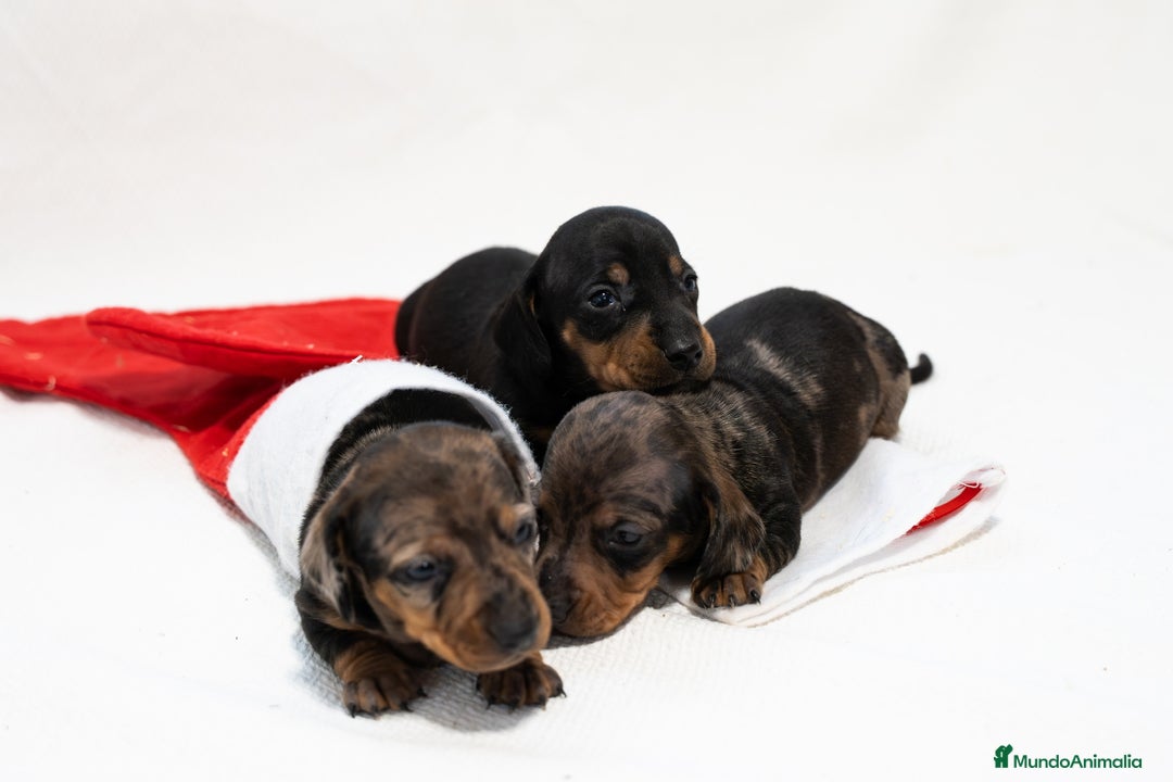 Teckel Miniatura perros en venta: Camada de Teckel miniatura disponible!  - Anuncio 7