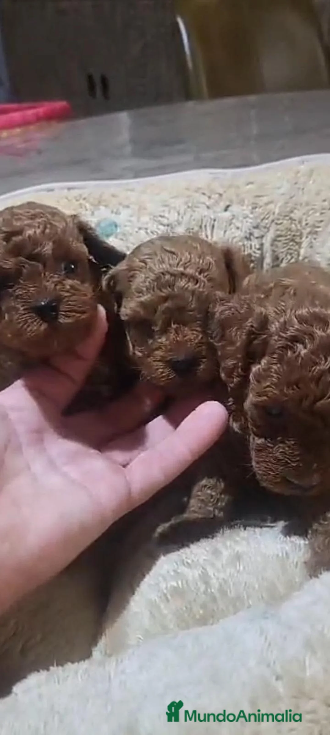 Raza Mixta perros en venta: Caniche - Anuncio 1