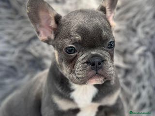 Bulldog Francés perros BULLDOG FRANCÉS BLUE AND TAN - Anuncio 12