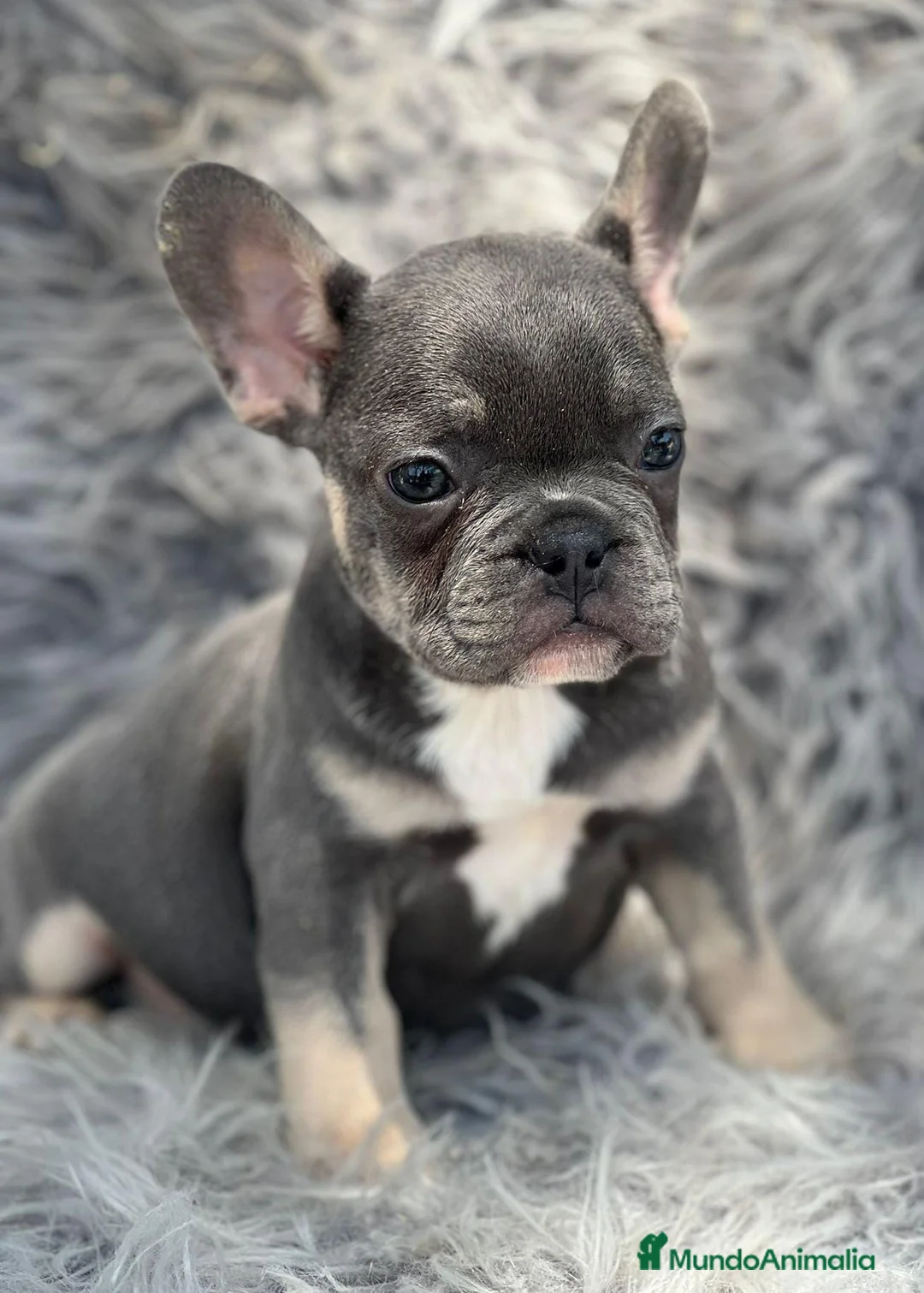 Bulldog Francés perros en venta: BULLDOG FRANCÉS BLUE AND TAN - Anuncio 1