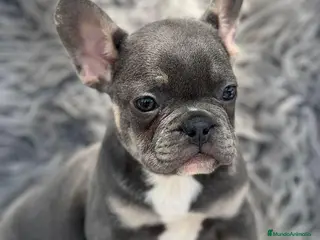Bulldog Francés perros BULLDOG FRANCÉS BLUE AND TAN - Anuncio 5