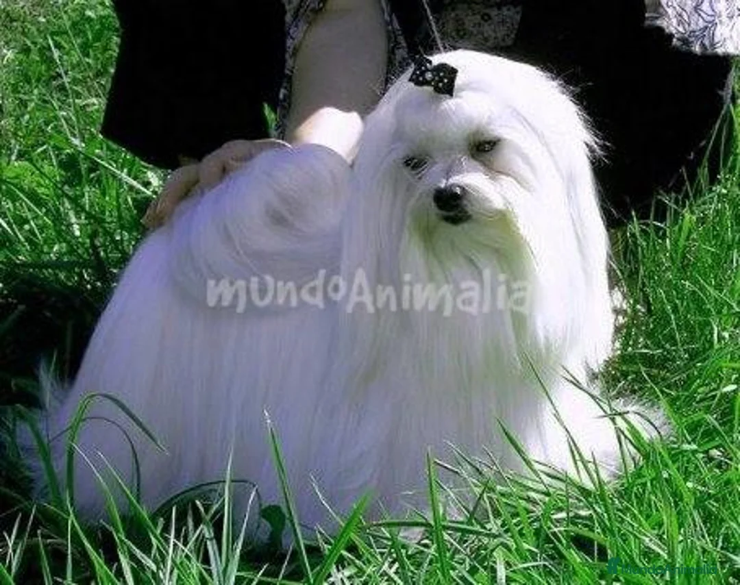 Imagen de galería {{count}}