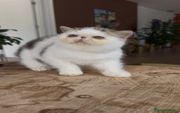 Exótico de Pelo Corto gatos en venta: Exótico Van - Imagen 3