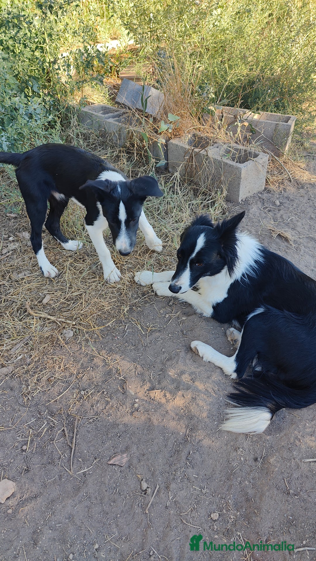 Border Collie perros en venta: Últimos border collie disponibles - Imagen 9