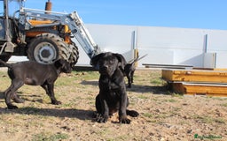 Cane Corso perros en venta: Cachorros Cane Corso disponibles en Segovia  - Imagen 12