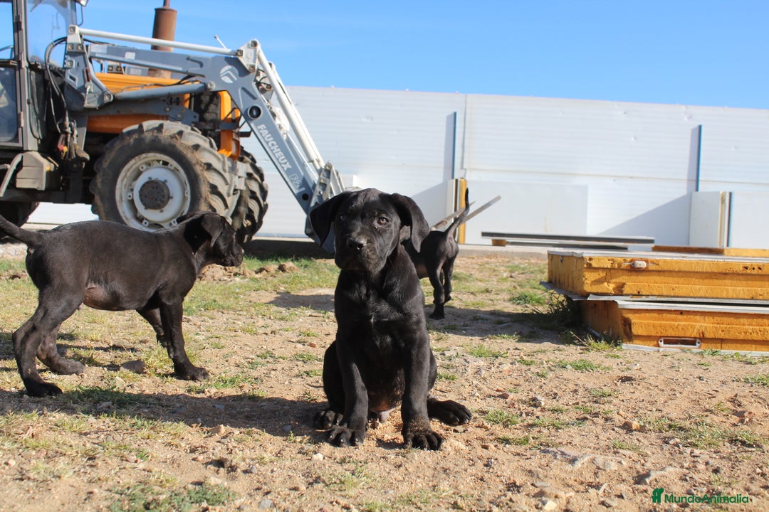 Cane Corso perros en venta: Cachorros Cane Corso disponibles en Segovia  - Imagen 12