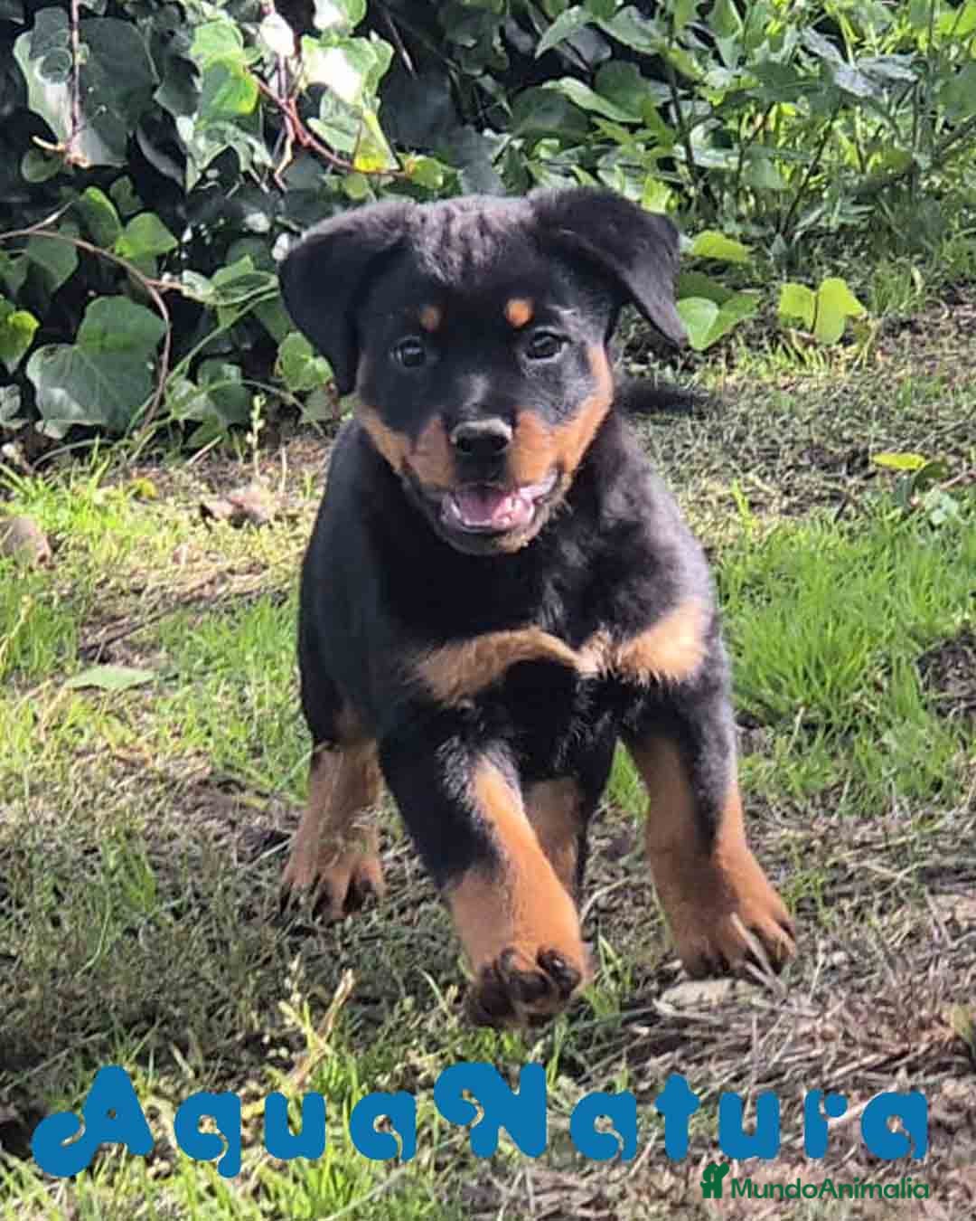 Rottweiler perros Rottweiler Hembra - AQUANATURA en Barcelona - Anuncio 15