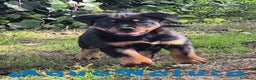 Rottweiler perros en venta: Rottweiler Hembra - AQUANATURA en Barcelona - Anuncio 1