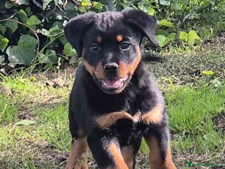 Rottweiler perros en Barcelona - Anuncio 1