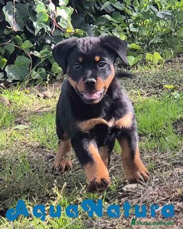 Rottweiler perros en Barcelona - Anuncio 1