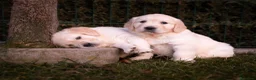 Golden Retriever perros en venta: Camada Golden Retriever  - Anuncio 6