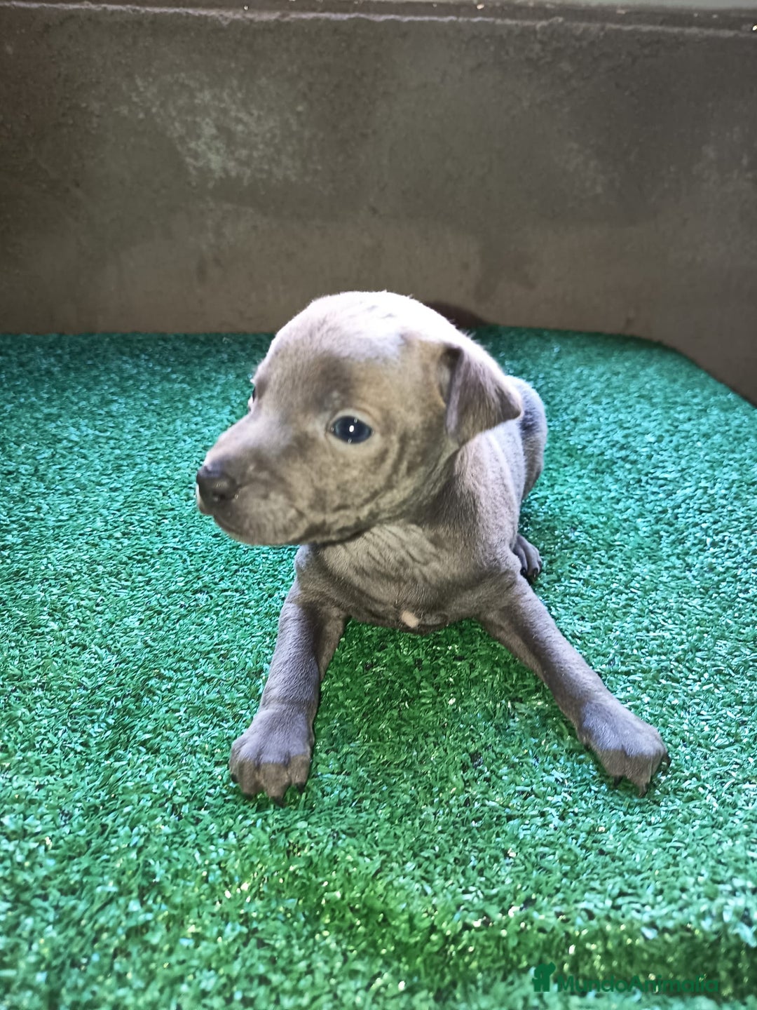 Pequeño Lebrel Italiano perros en venta: Pícolo  - Anuncio 5