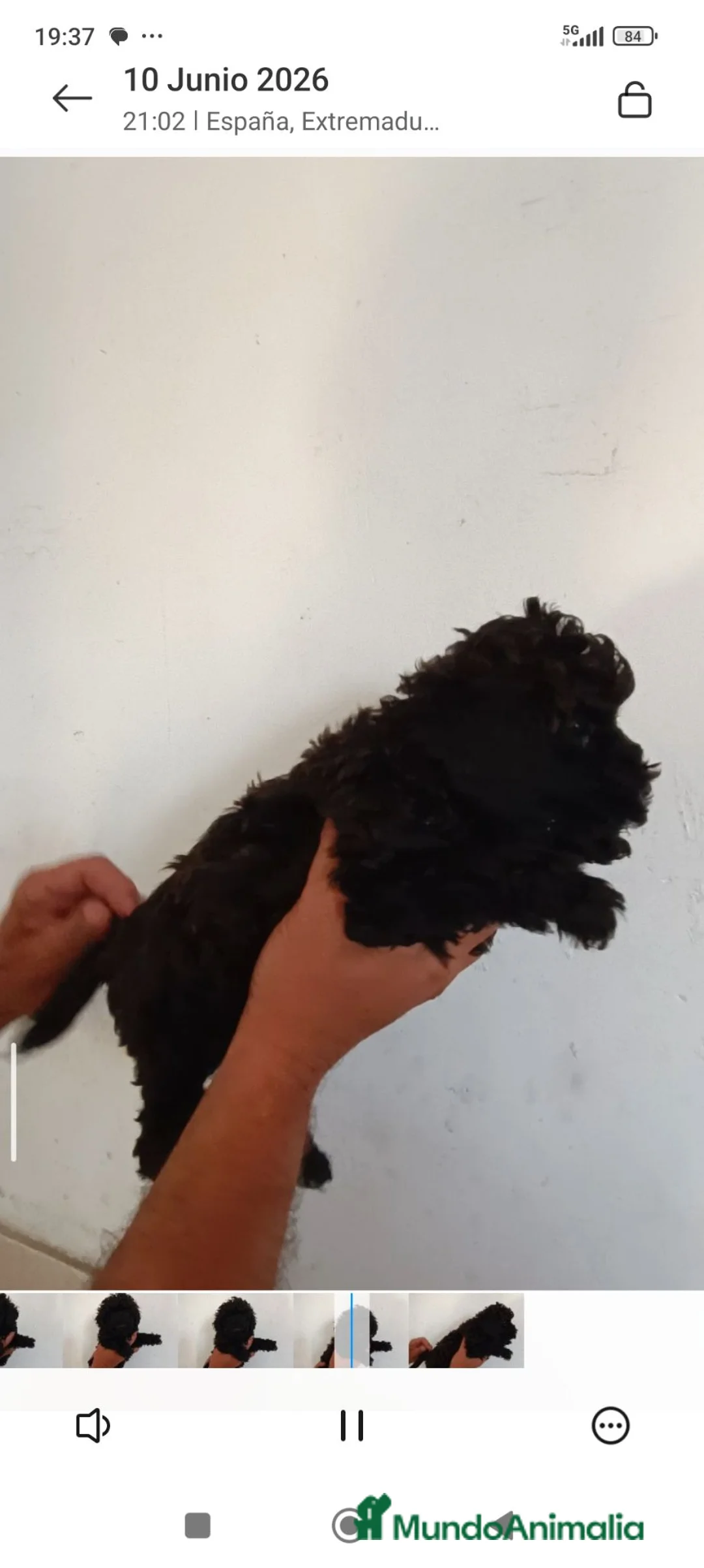 Caniche Enano perros en venta: CACHORROS DE CANICHE ENANO  - Anuncio 6