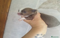 Chihuahua perros en venta: Chihuahua macho toy  - Imagen 1