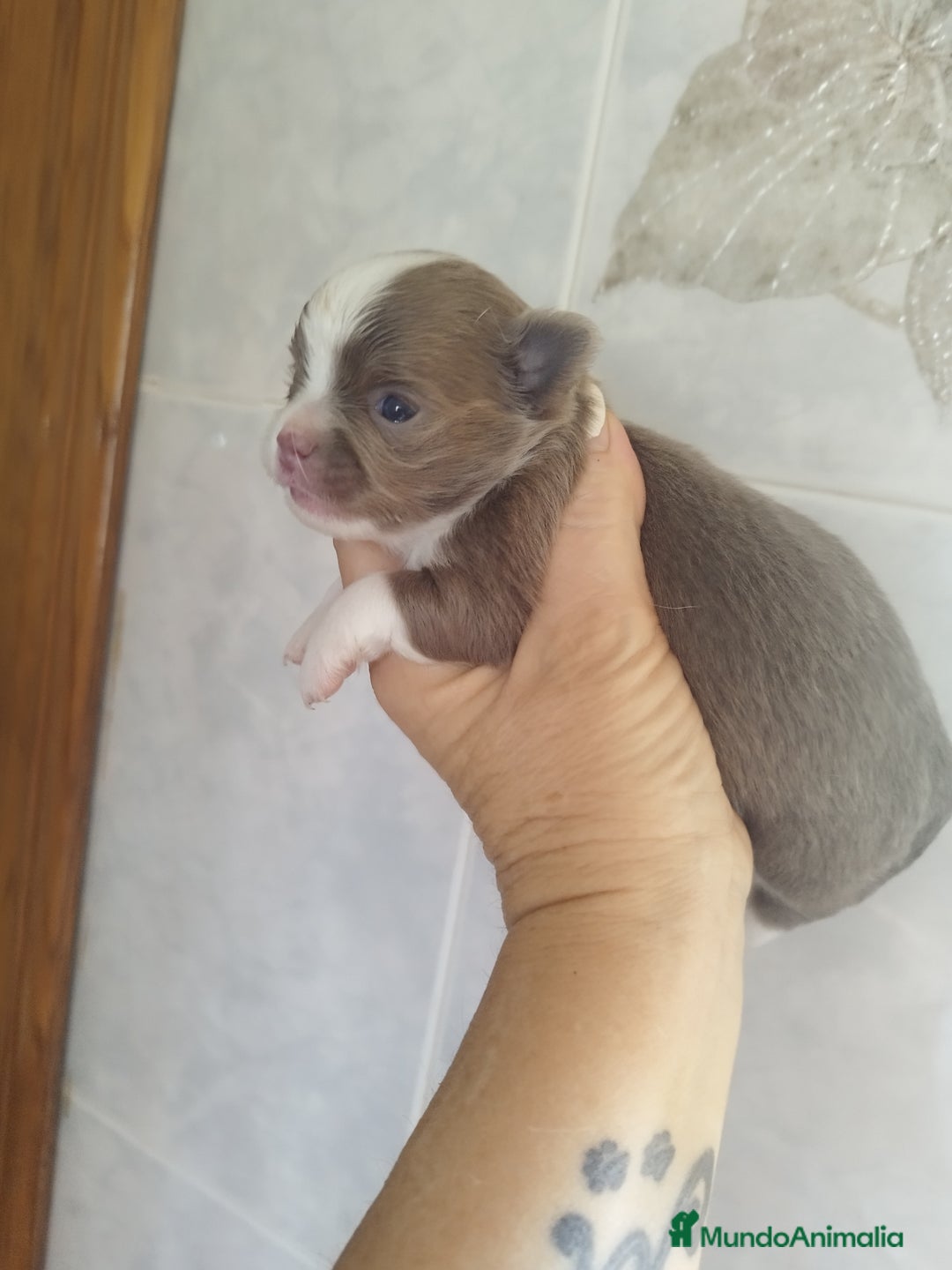 Chihuahua perros en venta: Chihuahua macho toy  - Imagen 1